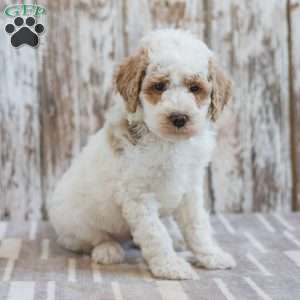 Hackman, Mini Labradoodle Puppy